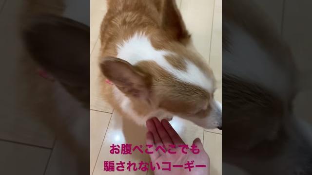 お腹ぺこぺこでも騙されないコーギー お腹ぺこぺこでも騙されないコーギー