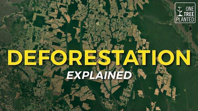 What is deforestation? | eco facts | one tree planted What is deforestation? | eco facts | one tree planted