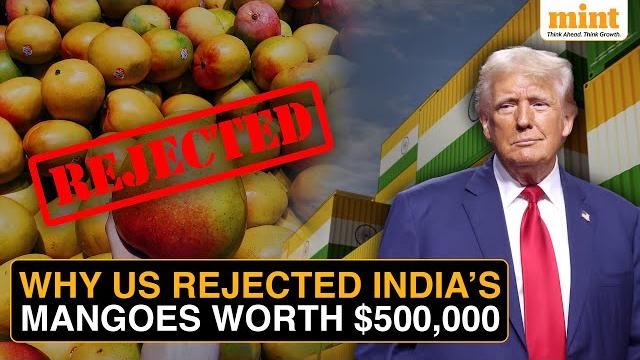 Indian exporters suffer ₹4.3 cr loss as us turns away 15 mango shipments due to documentation lapses Indian exporters suffer ₹4.3 cr loss as us turns away 15 mango shipments due to documentation lapses