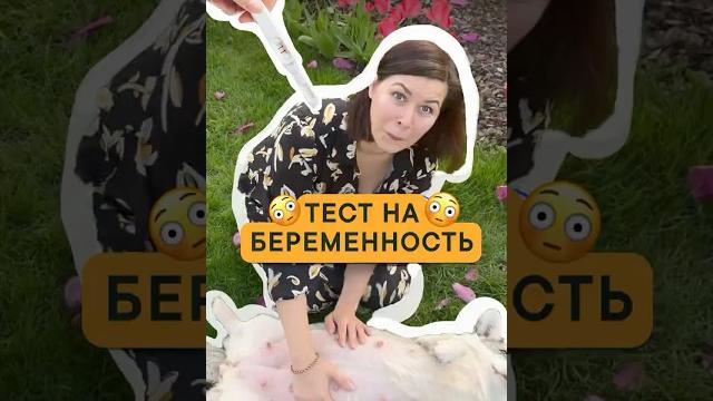 Покажет ли человеческий тест беременность у собаки? повторно делюсь, если еще не видели! #corgi Покажет ли человеческий тест беременность у собаки? повторно делюсь, если еще не видели! #corgi