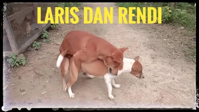 Laris dan rendi sang penjaga kandang melepas masa lajang anjing kawin diakhiri dengan teriakan Laris dan rendi sang penjaga kandang melepas masa lajang anjing kawin diakhiri dengan teriakan