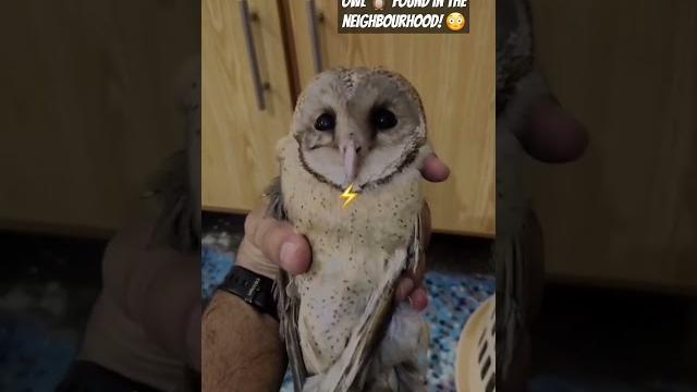 Owl in neighbourhood #shorts #short #cat #catlover #cute #animals #owl #adorablefelines #pets #viral Owl in neighbourhood #shorts #short #cat #catlover #cute #animals #owl #adorablefelines #pets #viral