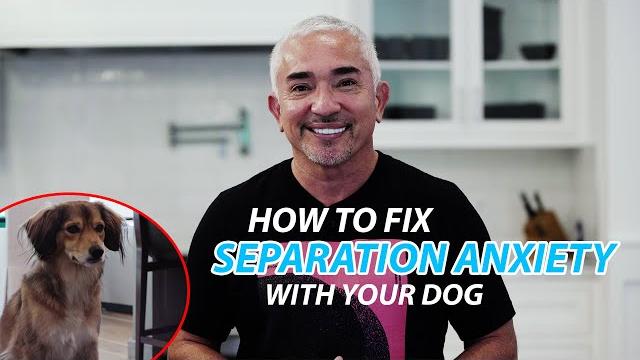 Explaining how to fix separation anxiety with your dog Explaining how to fix separation anxiety with your dog