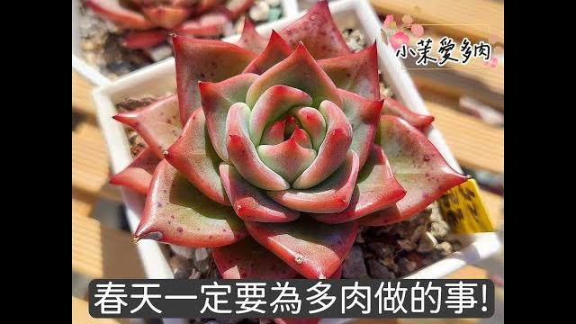多肉春天最重要的6件事/多肉新手別錯過/多肉換季養護筆記|多肉植物|小茉愛多肉| 多肉春天最重要的6件事/多肉新手別錯過/多肉換季養護筆記|多肉植物|小茉愛多肉|
