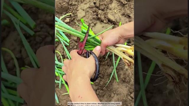 It’s onion planting time—let’s grow! #homegardening It’s onion planting time—let’s grow! #homegardening