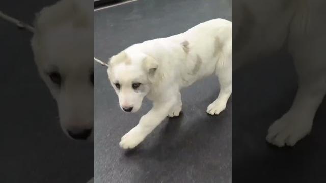 Белочка #сао #щенки #алабайвидео #алабай Белочка #сао #щенки #алабайвидео #алабай