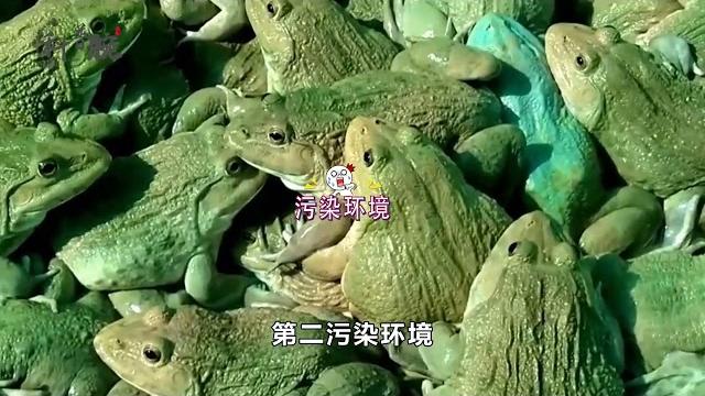 牛蛙被“禁养”?养牛蛙有什么危害?以后还能愉快的吃蛙吗?【科普腕】 牛蛙被“禁养”?养牛蛙有什么危害?以后还能愉快的吃蛙吗?【科普腕】