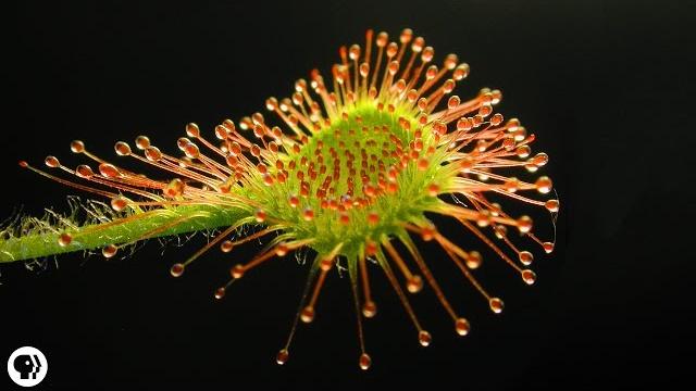 4 deadly carnivorous plants 4 deadly carnivorous plants