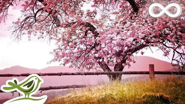 Relaxing piano music: romantic music, beautiful relaxing music, sleep music, stress relief 122 Relaxing piano music: romantic music, beautiful relaxing music, sleep music, stress relief 122