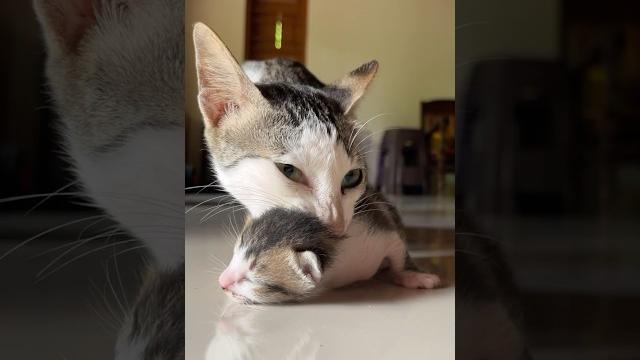 Mother cat holding cute kitten #cat #cutecat #kitten #kitten Mother cat holding cute kitten #cat #cutecat #kitten #kitten