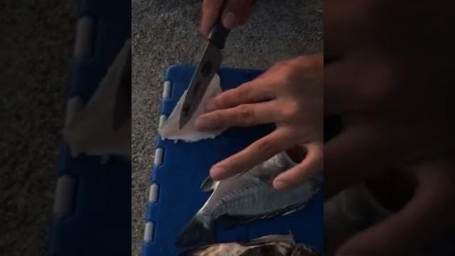 #shorts 生吃黑鯛生魚片 #釣魚 #生魚片 #黑鯛 #後厝漁港 #科學釣魚 #shorts 生吃黑鯛生魚片 #釣魚 #生魚片 #黑鯛 #後厝漁港 #科學釣魚