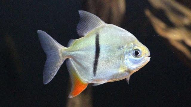 Amazon aquarium live - fantastic relax to the sounds of natural 90 gallons aquarium no music Amazon aquarium live - fantastic relax to the sounds of natural 90 gallons aquarium no music
