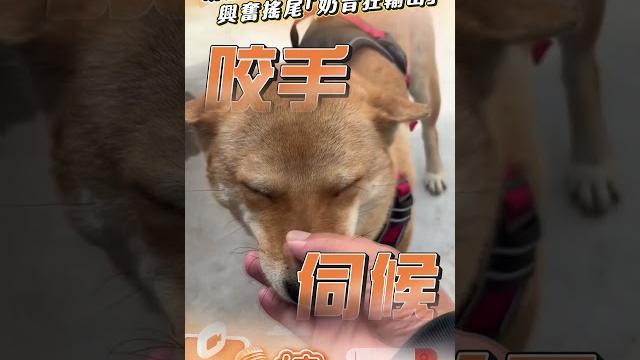 萌汪「咬手禮」迎接飼主! 興奮搖尾「奶音狂輸出」惹融化|tvbs新聞|擠看看 #shorts 萌汪「咬手禮」迎接飼主! 興奮搖尾「奶音狂輸出」惹融化|tvbs新聞|擠看看 #shorts