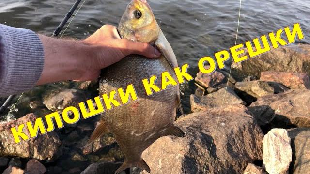 Один за одним лещи на фидер. финский залив. Один за одним лещи на фидер. финский залив.
