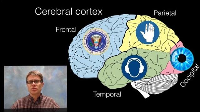 The brain The brain