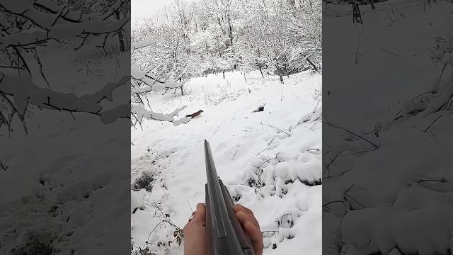 «в прицеле: мое путешествие по охоте на лис» #охота#huntingrussia#wildhunting#wildlife#foxhunting «в прицеле: мое путешествие по охоте на лис» #охота#huntingrussia#wildhunting#wildlife#foxhunting