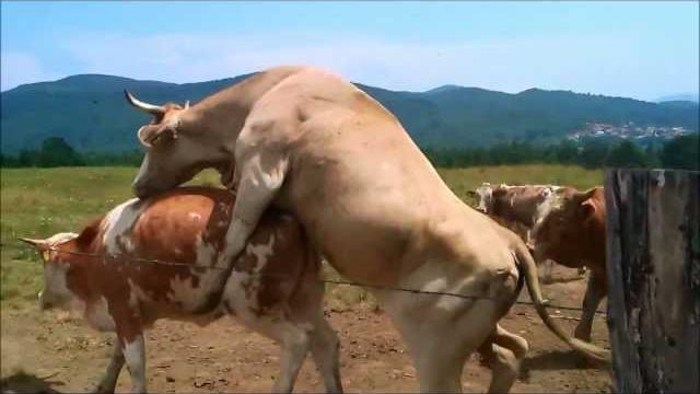 Cow porn Cow porn