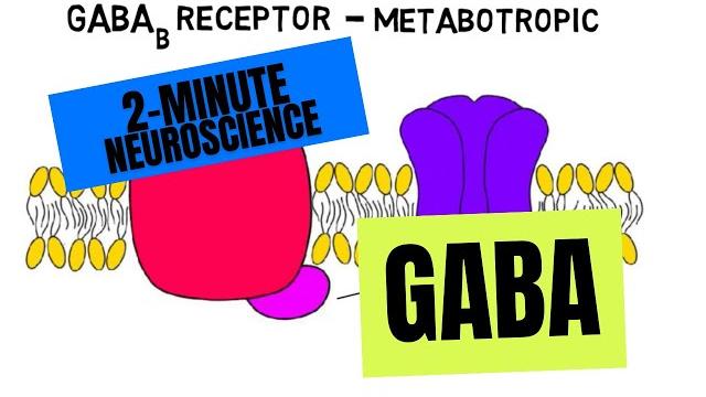 2-minute neuroscience: gaba 2-minute neuroscience: gaba