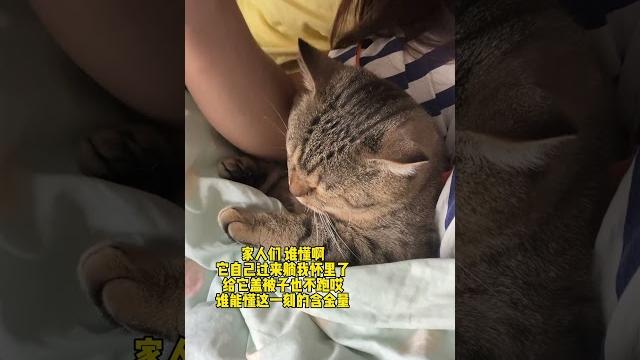 猫瘾犯了怎么办 #我和我的猫 #小咪会赶走你一天的疲惫 猫瘾犯了怎么办 #我和我的猫 #小咪会赶走你一天的疲惫