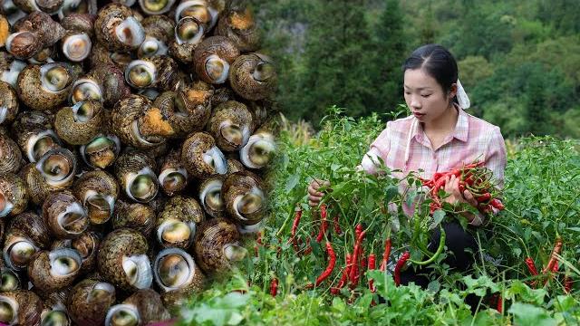 抓不完的魚和螃蟹,撿不完的牛眼螺,只有大退潮後去趕海才能碰到|conch and chili recipe. (unlock traditional chinese food)野小妹wild girl 抓不完的魚和螃蟹,撿不完的牛眼螺,只有大退潮後去趕海才能碰到|conch and chili recipe. (unlock traditional chinese food)野小妹wild girl
