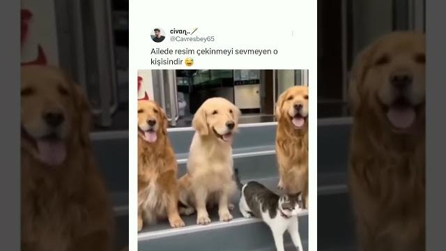 Üvey kardeş Üvey kardeş