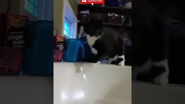 Funniest cat moments of the year – try not to laugh! #cat #funnyvideo #shorts #shortsfeed Funniest cat moments of the year – try not to laugh! #cat #funnyvideo #shorts #shortsfeed