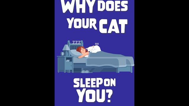 Why your cat sleeps on you #shorts Why your cat sleeps on you #shorts