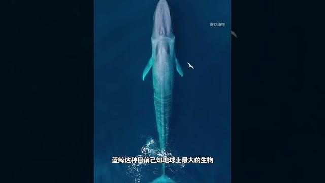 虎鲸,我只是长的像鲸,其实我是海豚 #动物科普 #自然奇境科普季 虎鲸,我只是长的像鲸,其实我是海豚 #动物科普 #自然奇境科普季