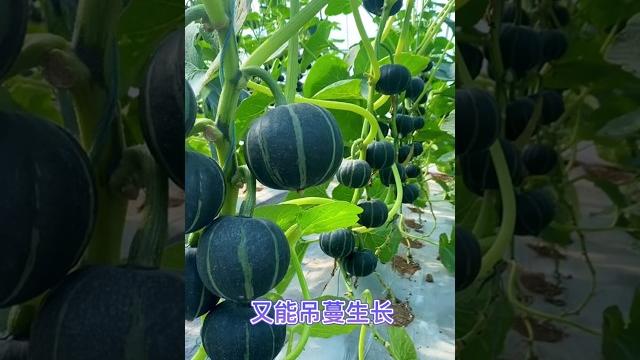 Beibei pumpkin is sweet and sticky. i changed the species #beibei pumpkinsub#record my planting life Beibei pumpkin is sweet and sticky. i changed the species #beibei pumpkinsub#record my planting life