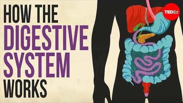 How your digestive system works - emma bryce How your digestive system works - emma bryce