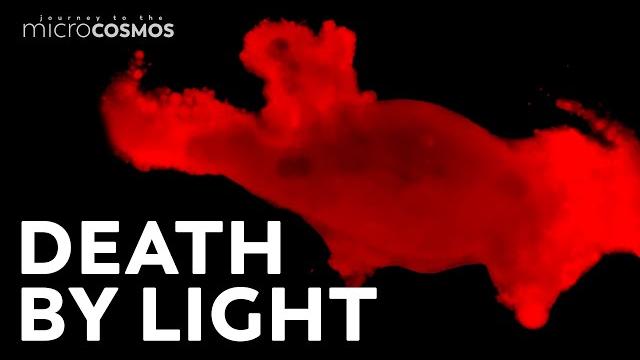 Why do microbes explode under uv light? Why do microbes explode under uv light?