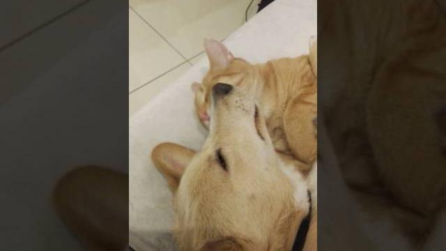 Puppy vs kitten #16- lick me! #2 Puppy vs kitten #16- lick me! #2