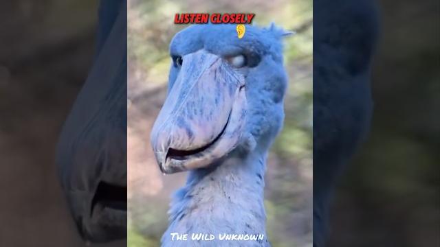 Scary bird noises you won’t forget Scary bird noises you won’t forget