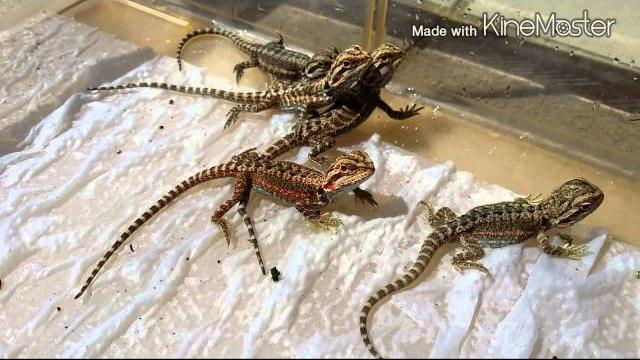 Bearded dragon mating & hatching Bearded dragon mating & hatching
