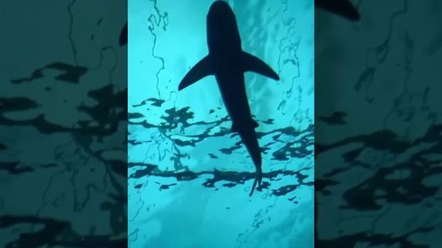 Amazing world-“los secretos del océano: un viaje a través de la vida marina” #amazingworld #animales Amazing world-“los secretos del océano: un viaje a través de la vida marina” #amazingworld #animales