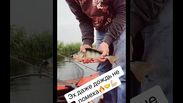 #fishing #рыбалканаозере #приключения #рыбалка #рыбалканафидер #природа #fish #балык #рыбак #carp #fishing #рыбалканаозере #приключения #рыбалка #рыбалканафидер #природа #fish #балык #рыбак #carp