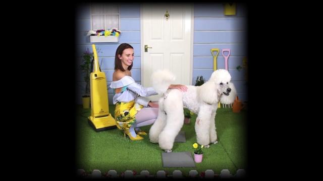"big giant big white poodle" "big giant big white poodle"