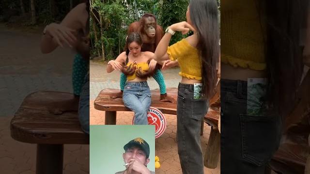 Orang utan yang beruntung #shorts Orang utan yang beruntung #shorts