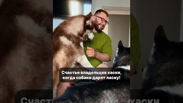 Собачники, как дела обстоят с шерстью? #собака #хаски #юмор #huskyplay #huskydog #husky #животные Собачники, как дела обстоят с шерстью? #собака #хаски #юмор #huskyplay #huskydog #husky #животные