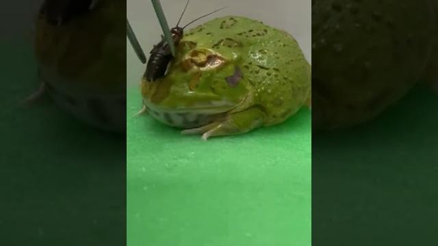 角蛙被蟋蟀踩在頭上 角蛙被蟋蟀踩在頭上