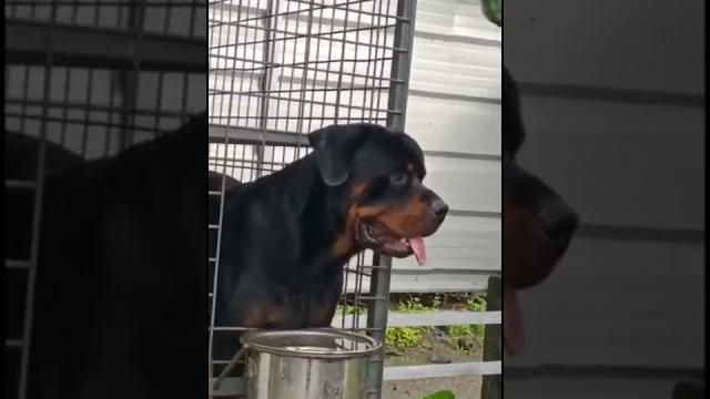 My rottweiler dog kane transformation My rottweiler dog kane transformation