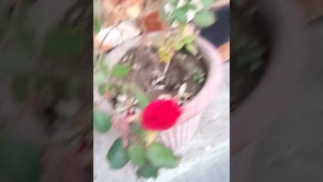 Twin rose buds #flowers #rose #garden #plants Twin rose buds #flowers #rose #garden #plants