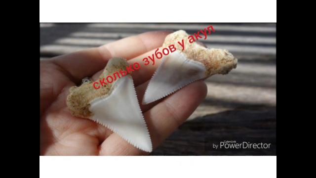 Сколько зубов у акул? Сколько зубов у акул?
