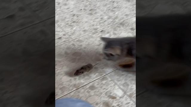 Кот нападает на мышь #shortsvideo #share #shortsviral #shortfeed #мышь #кот #automobile #farming #я Кот нападает на мышь #shortsvideo #share #shortsviral #shortfeed #мышь #кот #automobile #farming #я