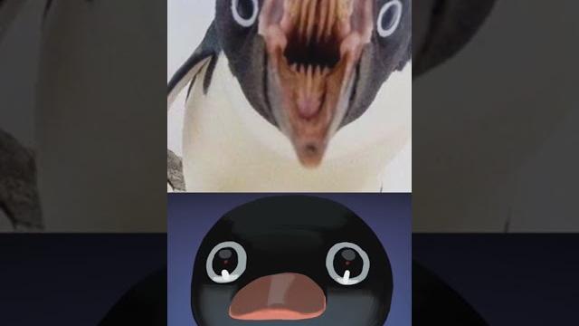 Penguin are cute but the mouth is problem Penguin are cute but the mouth is problem