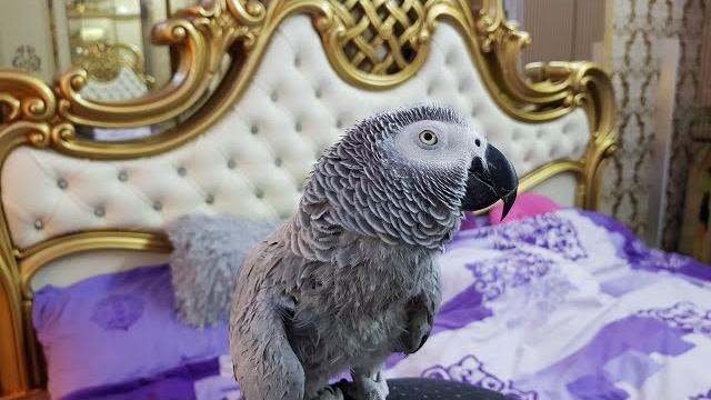 Попугай матершинник говорит с хозяином и ругается на кота попугай поёт с хозяином и матерится Попугай матершинник говорит с хозяином и ругается на кота попугай поёт с хозяином и матерится