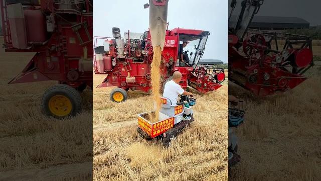 Mini combine harvester: accurate grain drop, no waste Mini combine harvester: accurate grain drop, no waste