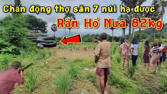 Chấn động 7 núi thợ săn thú dữ hạ được "rắn hổ nưa 82kg" xuống núi tìm mồi, nghe kể mà rợn người Chấn động 7 núi thợ săn thú dữ hạ được "rắn hổ nưa 82kg" xuống núi tìm mồi, nghe kể mà rợn người