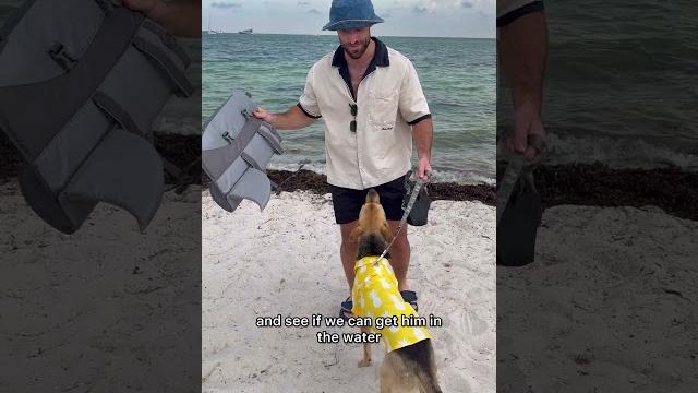 Rescue puppy tries swimming for first time Rescue puppy tries swimming for first time