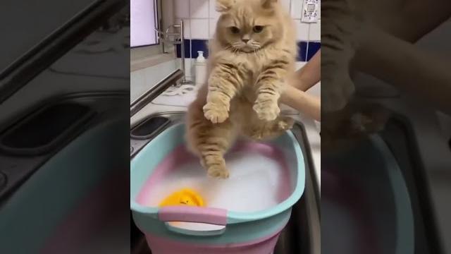 Harusnya dia ngereog siiih #shorts #kucing Harusnya dia ngereog siiih #shorts #kucing